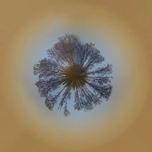 Planet Trees Close — Stock Photo, Image