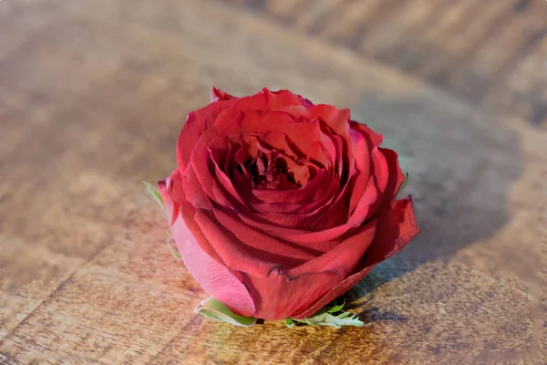 Red Rose Flower Close — Stock Photo, Image