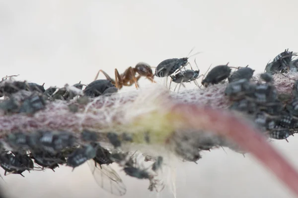 Aphids Ants Close — Stock Photo, Image