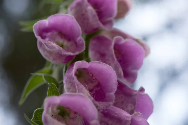 Foxglove Fiore Vicino — Foto Stock