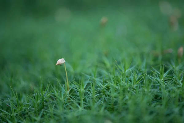 在森林里的青苔关闭 — 图库照片