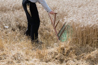 eski şekilde buğday hasat