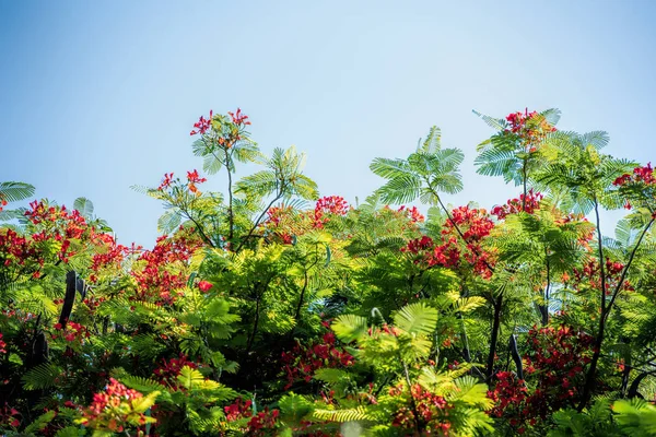 Árvore Flamboyant Dia Ensolarado — Fotografia de Stock