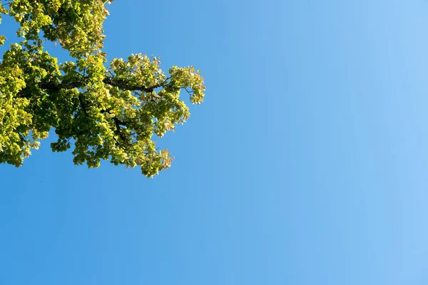 Hojas Árboles Cielo —  Fotos de Stock