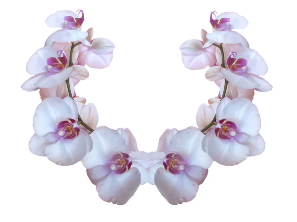 Orchidee bianche e rosa — Foto Stock