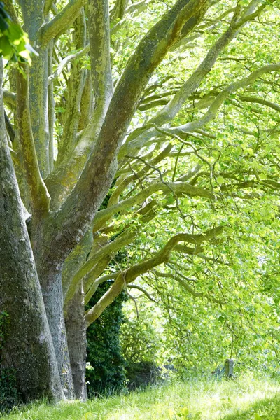 Row of trees — Stock Photo, Image