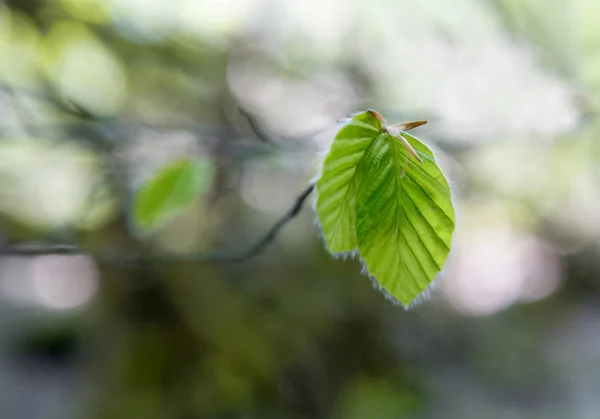 Feuille verte du printemps — Photo