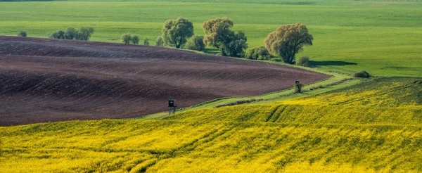 Rapeseed, cereal and plowed fields — Stock Photo, Image