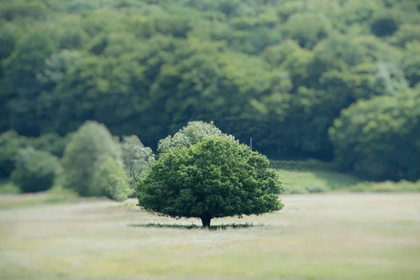 Der Baum auf der Wiese — Stockfoto
