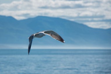 Goeland su üzerinde uçuyor.