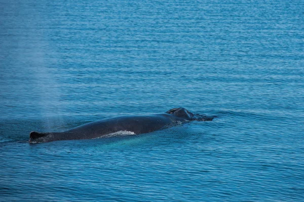 Baleia no fiorde Dalvik — Fotografia de Stock