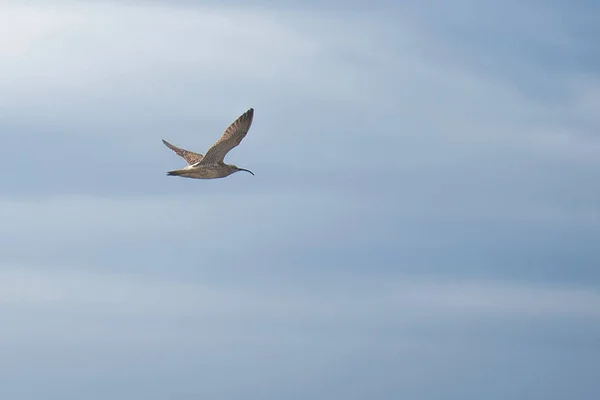 Curlew en vuelo —  Fotos de Stock