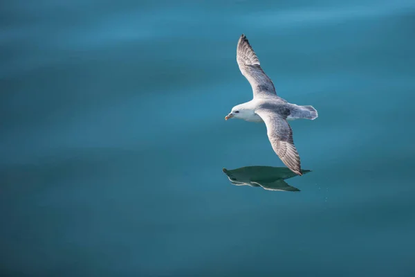 Goeland en vuelo sobre el agua — Foto de Stock