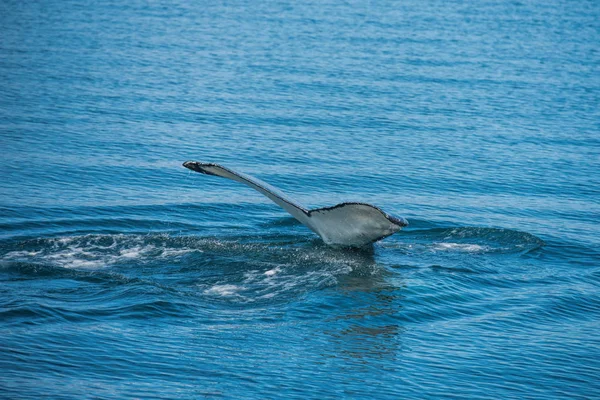 Ballena en el fiordo Dalvik — Foto de Stock