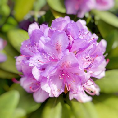 Namibya parkından çitalar