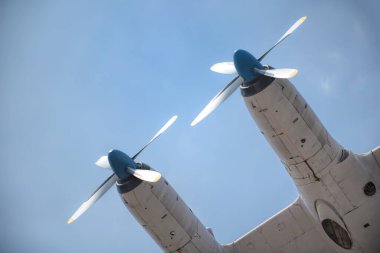 Namibya parkından çitalar