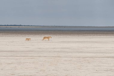 lioness and lion cub in Namibia