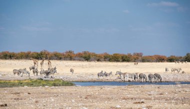Namibya 'da zürafalar ve zebralar