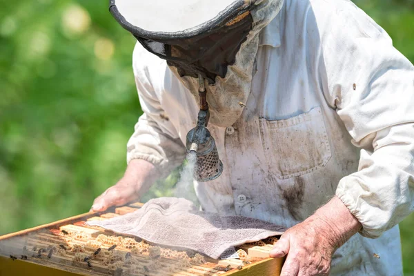 Pszczelarz Pszczoły Plaster Miodu — Zdjęcie stockowe