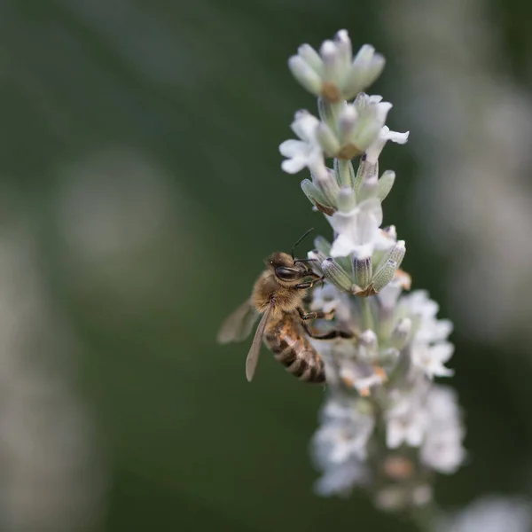 Die Biene Auf Der Weißen Lavendelblüte — Stockfoto
