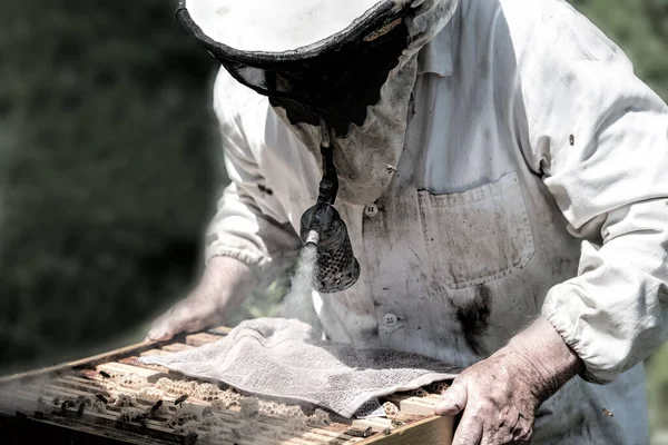 Pszczelarz Pszczoły Plaster Miodu — Zdjęcie stockowe