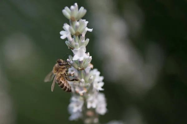 Die Biene Auf Der Weißen Lavendelblüte — Stockfoto