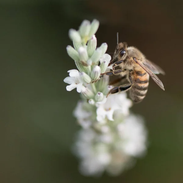 Die Biene Auf Der Weißen Lavendelblüte — Stockfoto