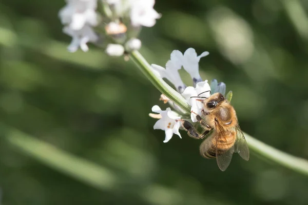 Abeja Flor Blanca Lavanda —  Fotos de Stock