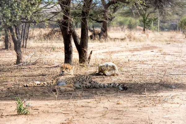 Guépards Parc Namibien — Photo