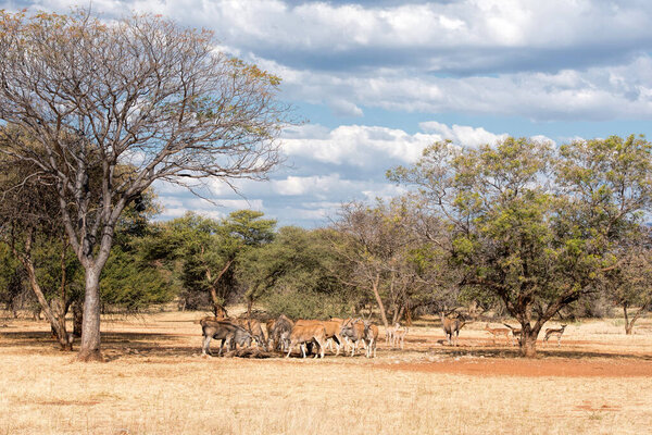 Elands Cape in Namibia