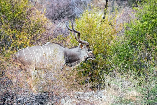 Ghepardi Del Parco Della Namibia — Foto Stock