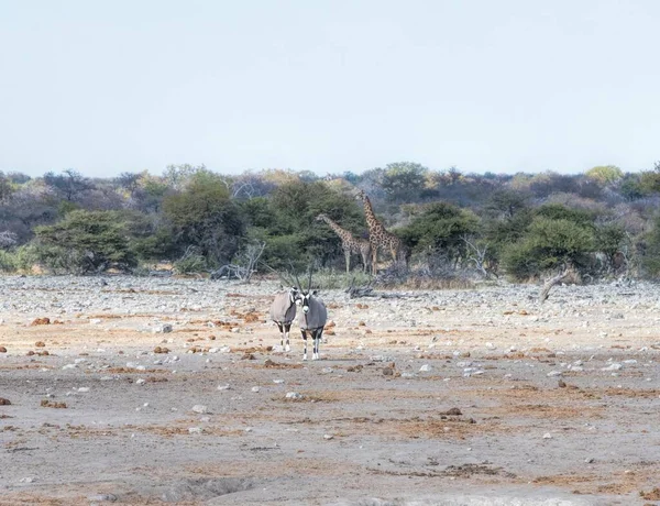 Oryx Zsiráfok Namíbiában — Stock Fotó