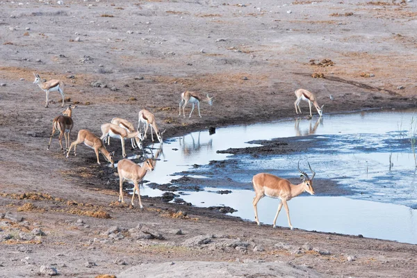 Springbok Impala Namíbiában — Stock Fotó