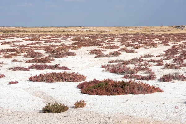 Etosha Végétation Dans Parc Namibien — Photo