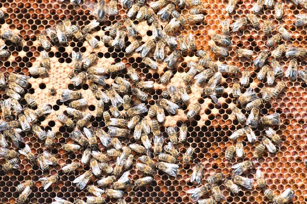 Abeilles Sur Une Ruche Images De Stock Libres De Droits