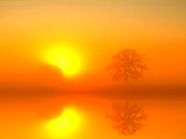 Tree Sun Reflection Water — Stock Photo, Image