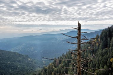 Vosges 'in manzaraları
