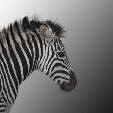 Gri arkaplandaki genç zebra
