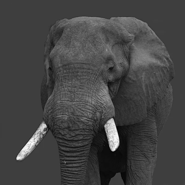 Big Elefant Black White — стоковое фото