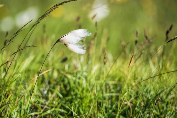 Jedna Bílá Linaigrette Islandu — Stock fotografie