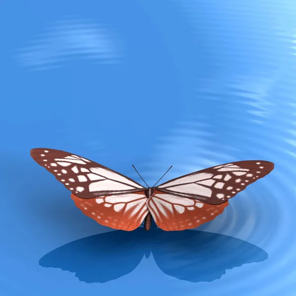 Krásný Motýl Křídly — Stock fotografie