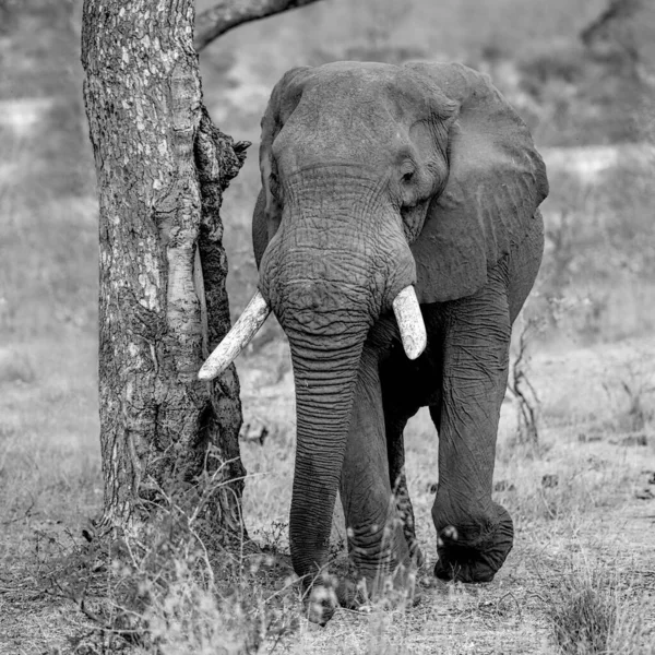 Big Elefant Black White — Stock Photo, Image