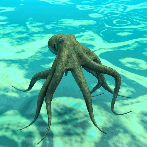 Octopus Bottom Sea — Stock Photo, Image