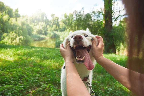 Αστείο Σκύλο Κολλήσει Έξω Γλώσσα Του Από Ευχαρίστηση Κορίτσι Και — Φωτογραφία Αρχείου