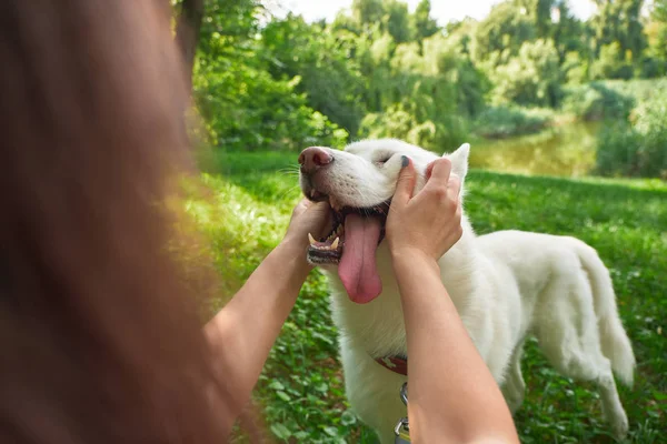 Funny Dog Stuck Out His Tongue Pleasure Girl Her Pet — Stock Photo, Image