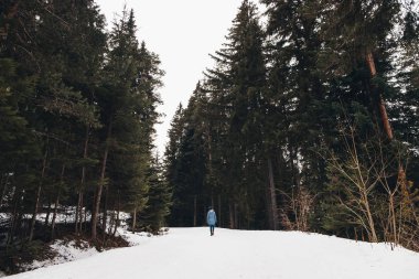 Bir kış ormanda yürüyen kadın. Maceracı, kocaman çam ağaçları arasında karla kaplı bir yolda yürüyor. Korku veren seyahat içinde kış ekilmemiş boş arazi. Arkadan görünüm.