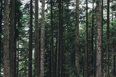 Güzel manzara dağ köknar ağaçları ile buharlarının, iğne yapraklı. Güç, güç, dikliği, sabit, istikrarlı, eski, kavram