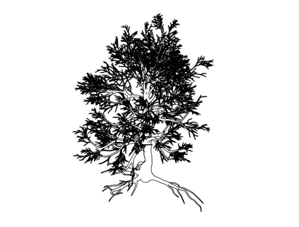 Beyaz Arkaplan Vektörü Üzerinde Bir Ağaç Çizimi — Stok Vektör