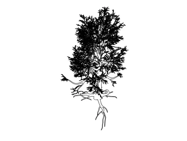 白い背景ベクトルの木のスケッチです — ストックベクタ