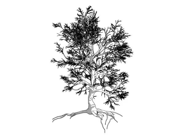 白い背景ベクトルの木のスケッチです — ストックベクタ